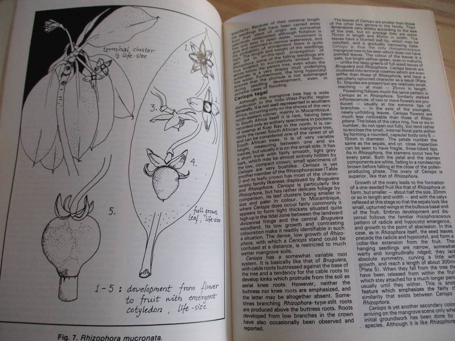 In the Mangroves of Southern Africa (A Wildlife Handbook)