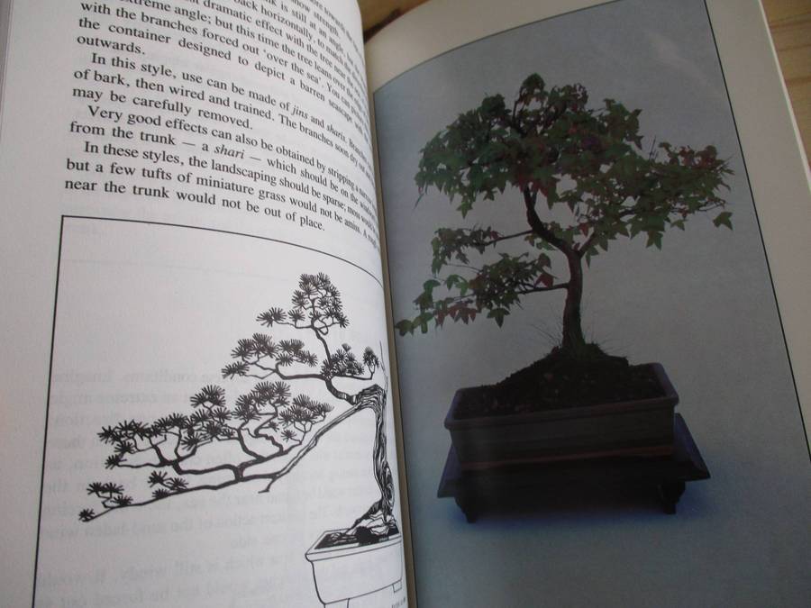 Growing Bonsai in South Africa  Doug Hall