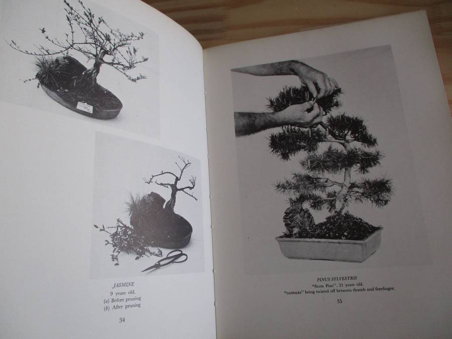 The South African Bonsai Book Doug Hall Don Black