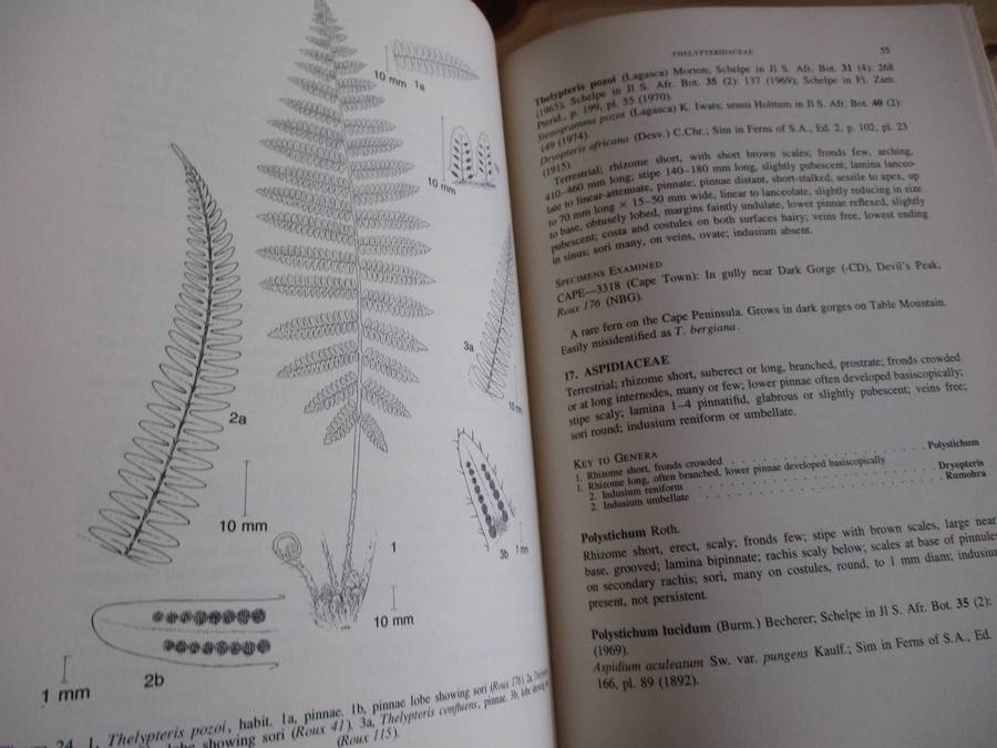 SIGNED. Cape Peninsula ferns  J.P. Roux