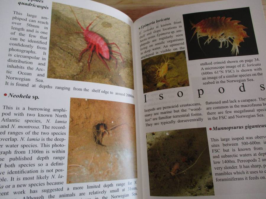 Deep-sea life of Scotland and Norway  Daniel Jones and Andrew Gates
