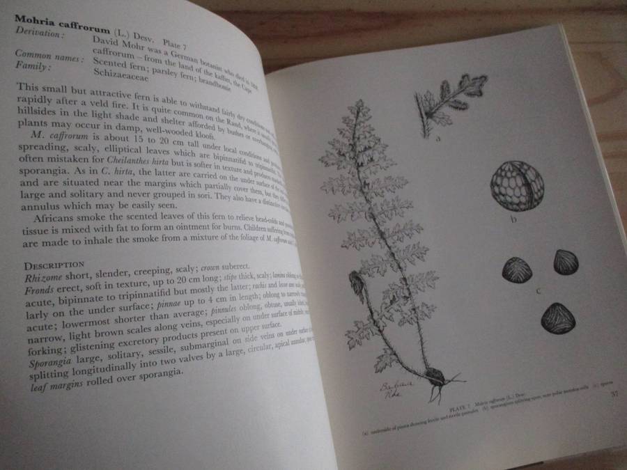 FERNS of the Witwatersrand  Florence D. Hancock  Annabelle Lucas