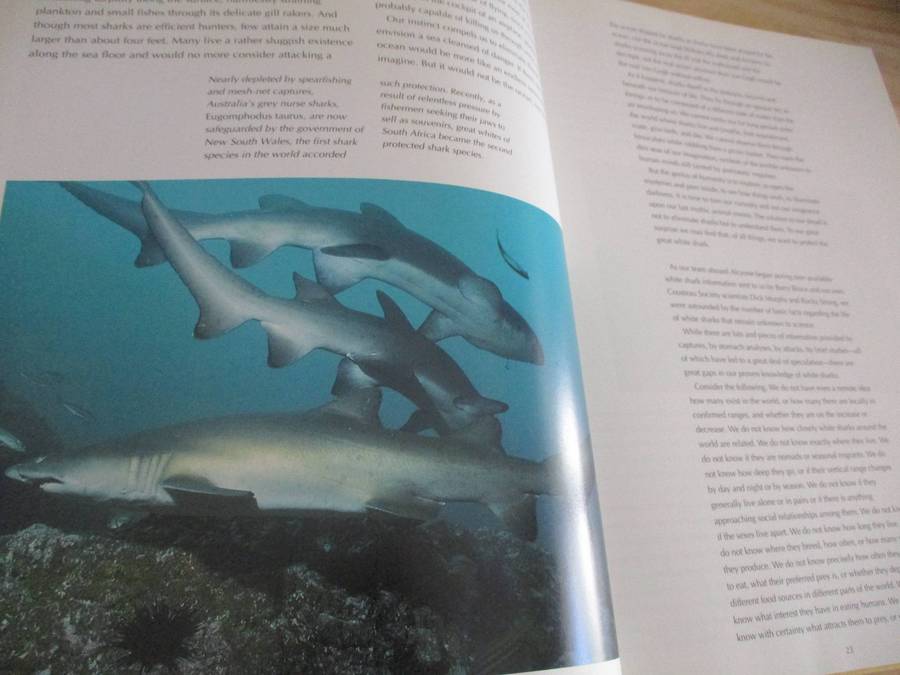 Cousteau's Great White Shark