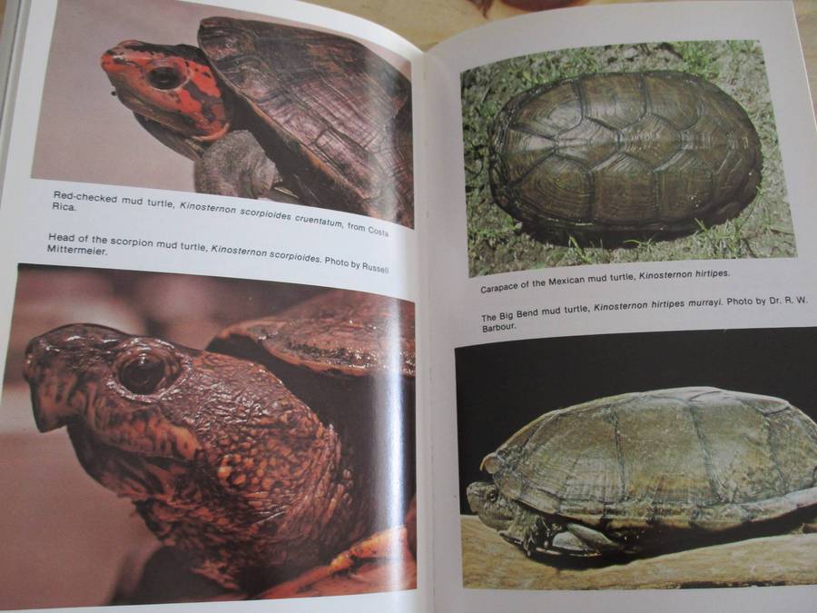 Encyclopedia of TURTLES. Pritchard