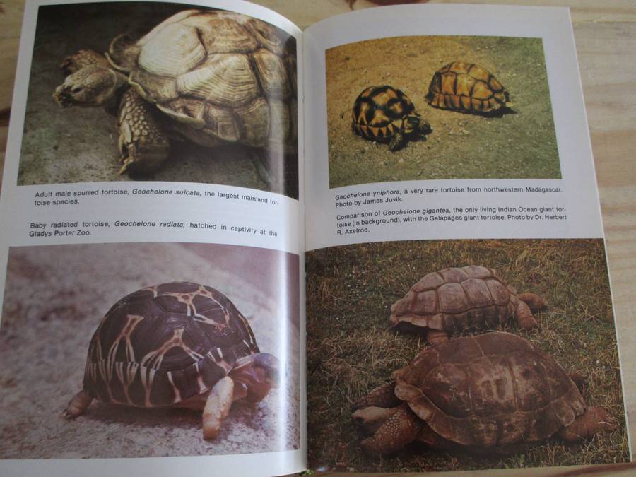 Encyclopedia of TURTLES. Pritchard