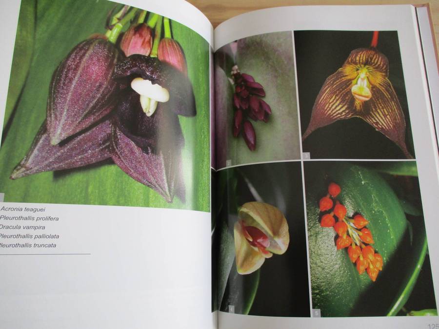 Orchids in South Africa. A Gardener's Guide - Hendrik Venter
