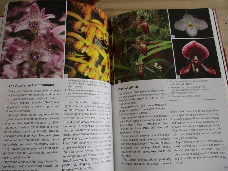 Orchids in South Africa. A Gardener's Guide - Hendrik Venter