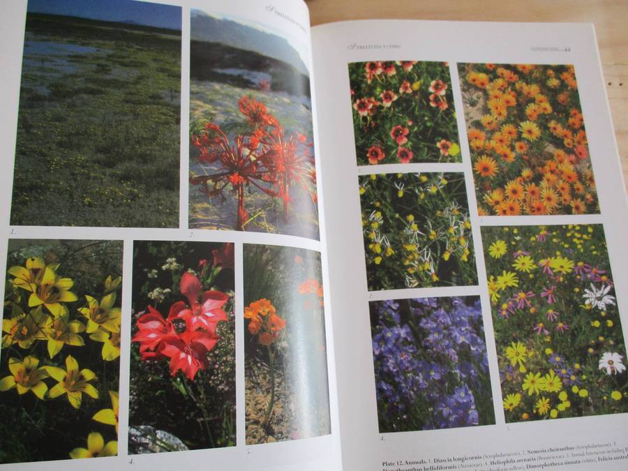 CAPE PLANTS. A Conspectus of the Cape Flora of South Africa. (Strelitzia 9)