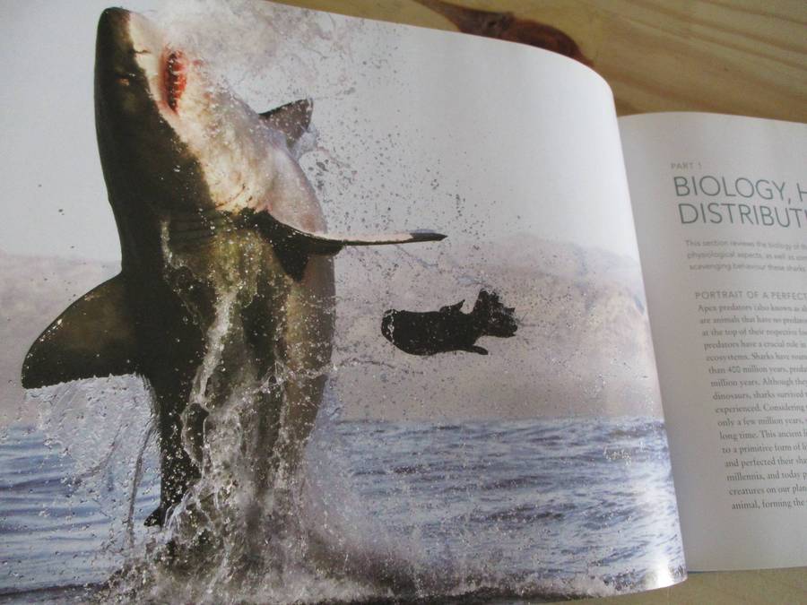 WHITE SHARKS - Dirk Schmidt