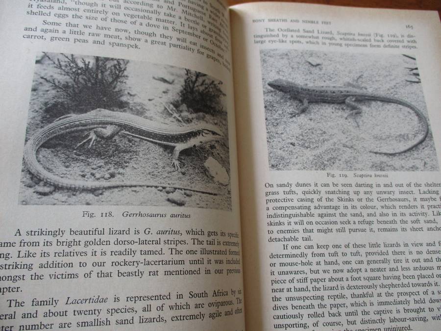 The Reptiles & Amphibians of Souther Africa  Walter Rose