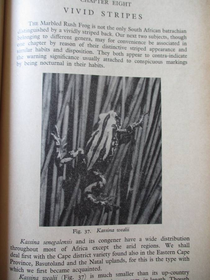 The Reptiles & Amphibians of Souther Africa  Walter Rose