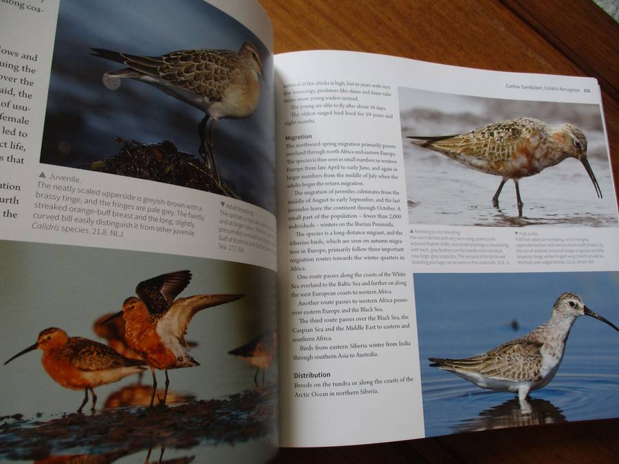 Waders of Europe Lars Gejl