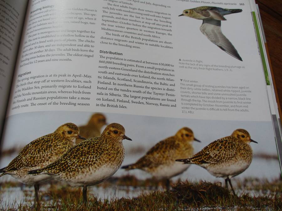 Waders of Europe Lars Gejl