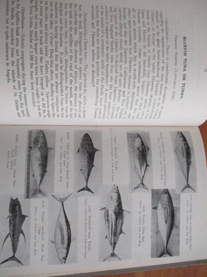 The South African Tunas