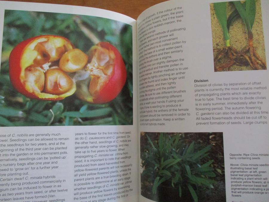 GROW CLIVIAS - Kirstenbosch Gardening Series