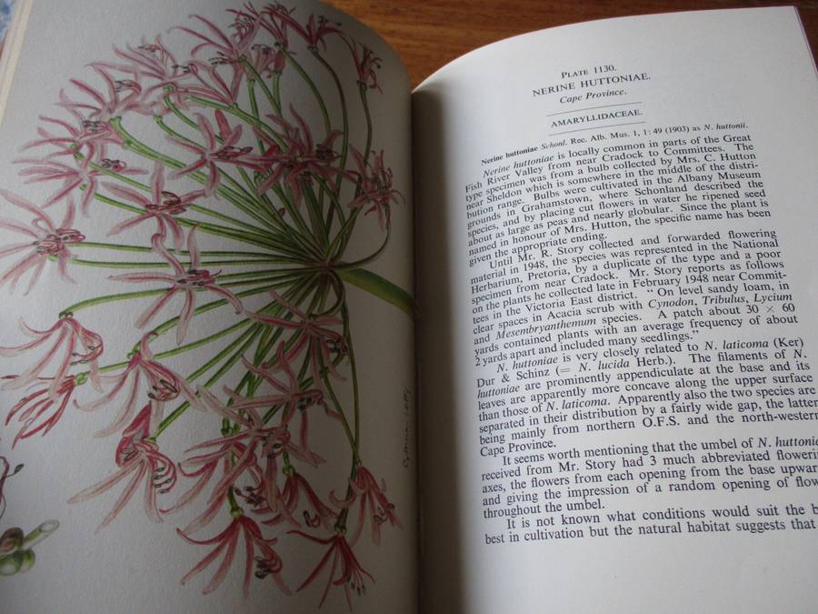 Flowering Plants of Africa Vol.29  R. Allen Dyer