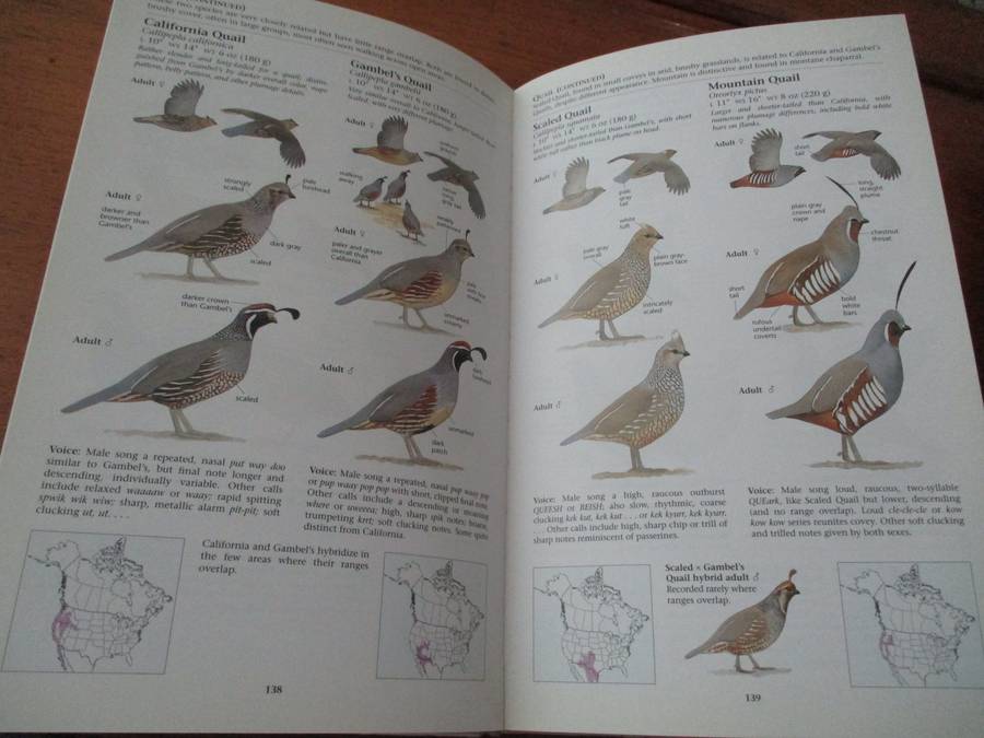 The North American Bird Guide  David Sibley