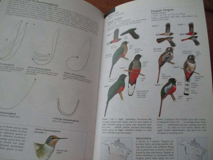 The North American Bird Guide  David Sibley