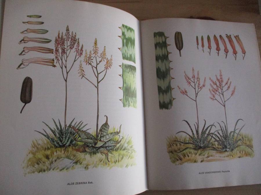 SOUTH AFRICAN ALOES. Barbara Jeppe