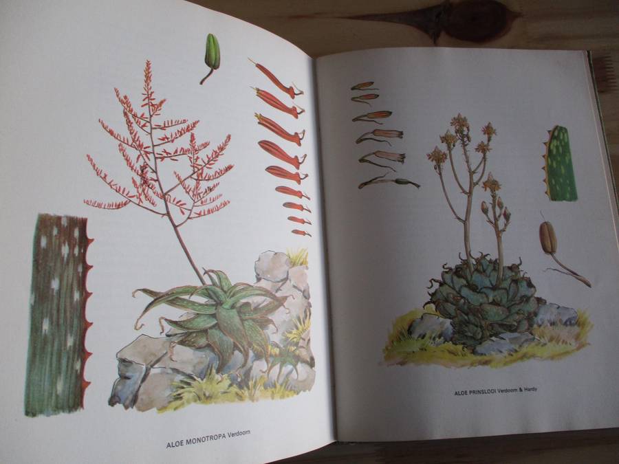 SOUTH AFRICAN ALOES. Barbara Jeppe