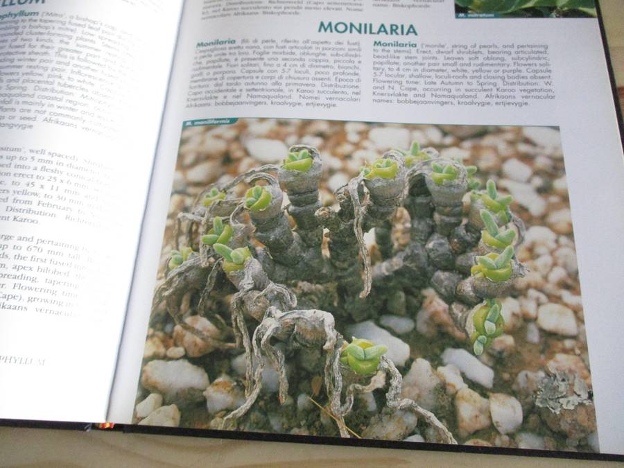 VYGIES - GEMS OF THE VELD. A Garden and Field Guide to the South African Mesembs