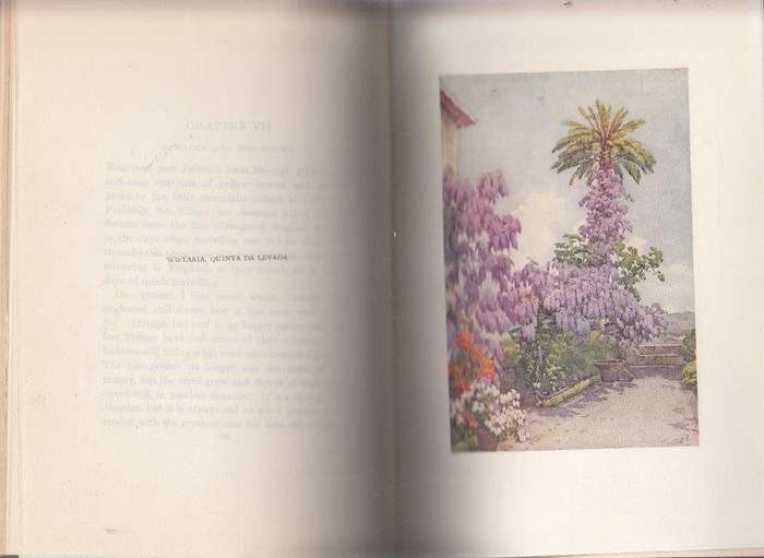 The Flowers and Gardens of Madeira - du Cane, Florence & du Cane, Ella
