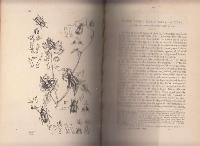Arcana Entomologica (1845, Standard Edition) - Westwood, John Obadiah
