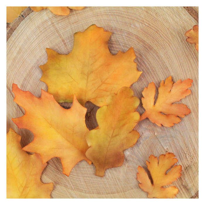 FMM - Seasonal Leaves Cutter Set - Sugarcraft Icing Cutter for Cake Decorating