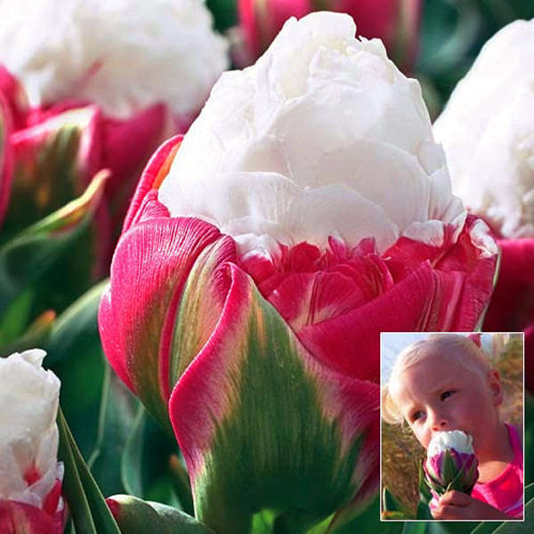 1pcs Double Petal Pink White Ice Cream Tulip Bulb Garden Courtyard Tulipa Gesne