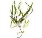 Kelp