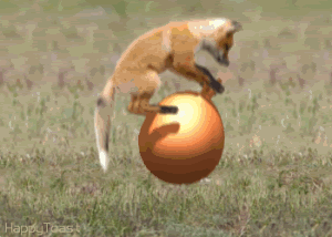 bouncy ball photo: FOX BOUNCY BALL FOXBOUNCYBALL.gif