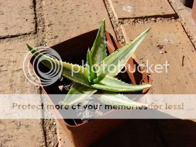 VARIEGATED Aloe maculata