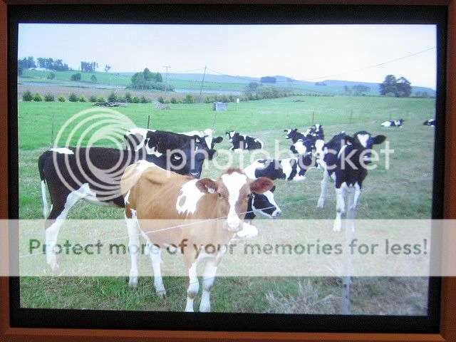 Cows