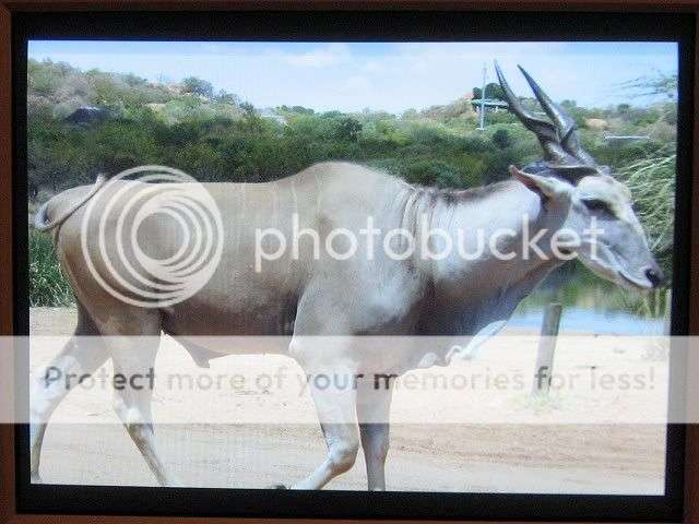 Kudu