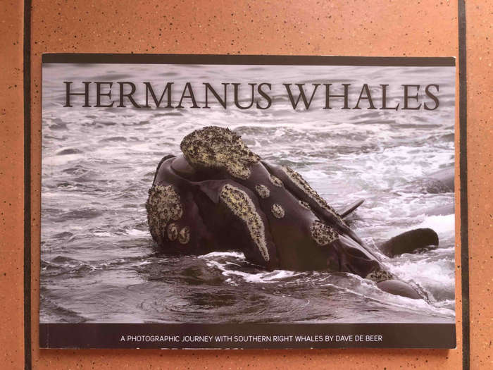 Hermanus Whales