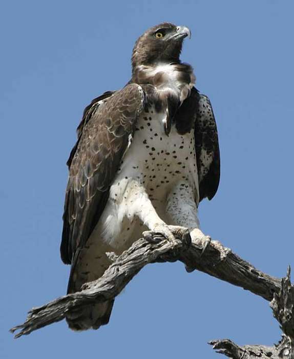 martial-eagle