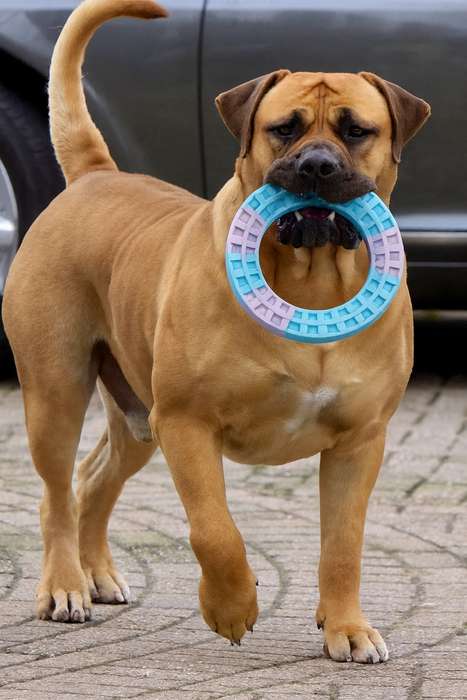 Pet Dog Toy Ring Hard 13cm For Large Dogs