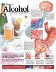 Dangers of Alcohol Anatomical Chart - ACC