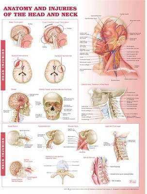 Anatomy and Injuries of the Head and Neck Anatomical Chart - POSTER