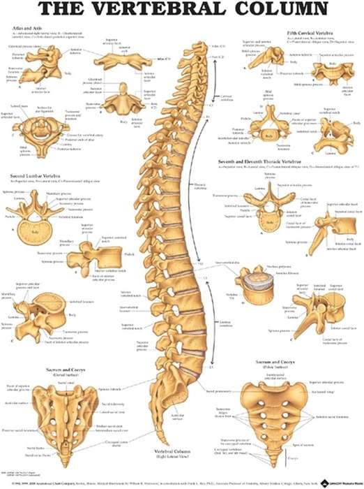 The Vertebral Column Anatomical Chart - ACC