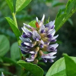 Licorice Root 2