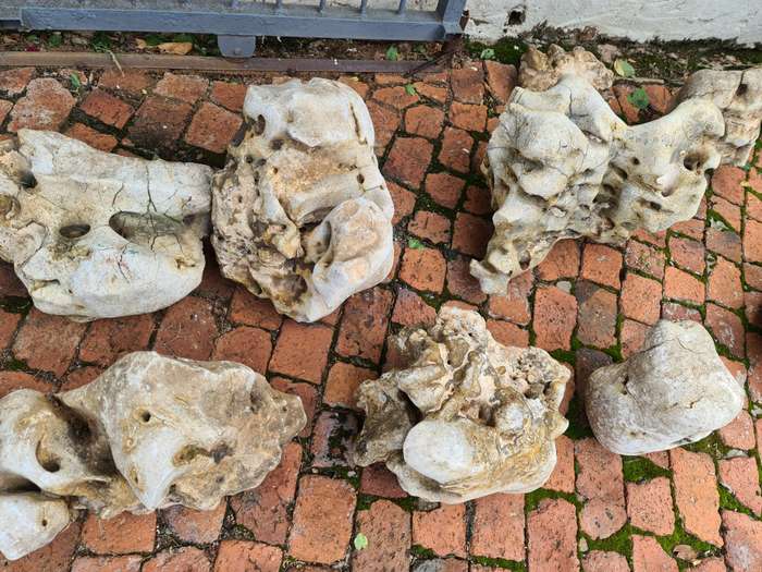 Dino Calcite, Assorted sizes