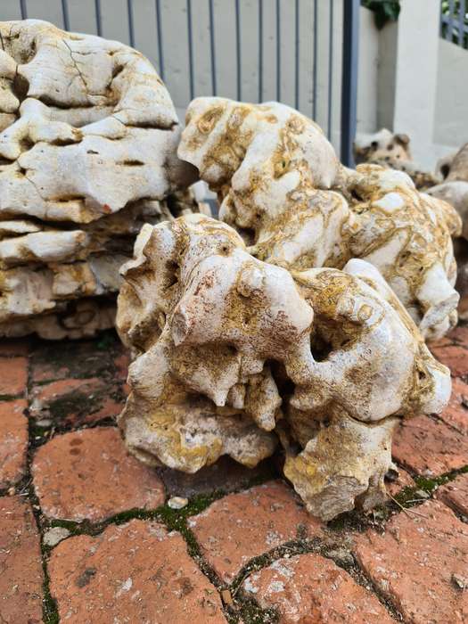 Dino Calcite, Assorted sizes