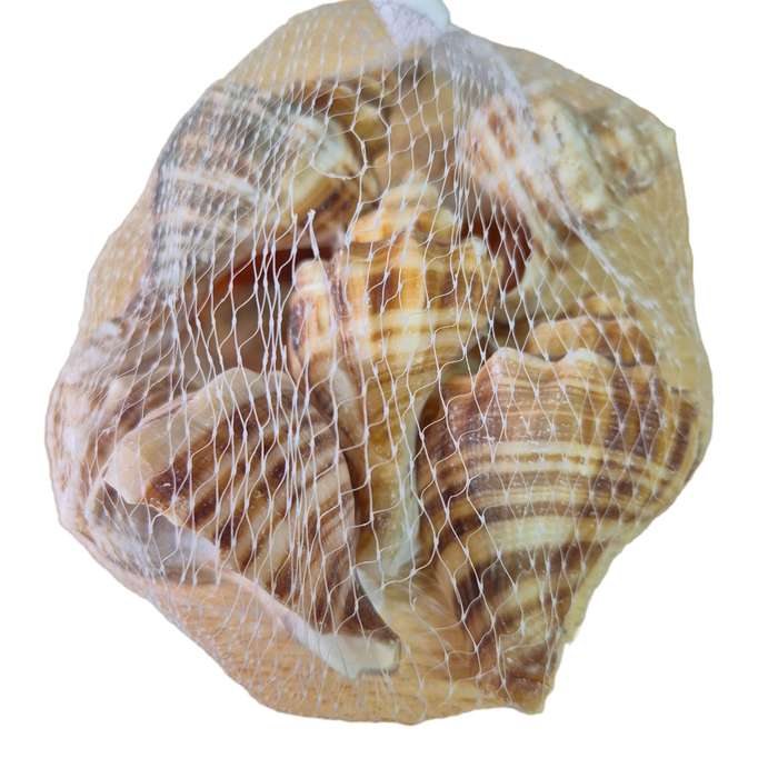 Natural sea shells, bag, assorted