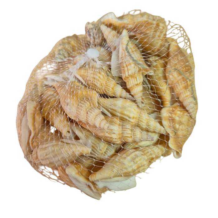 Natural sea shells, bag, assorted