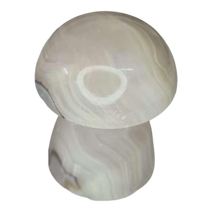 Green banded Onyx mushroom, 50-60mm