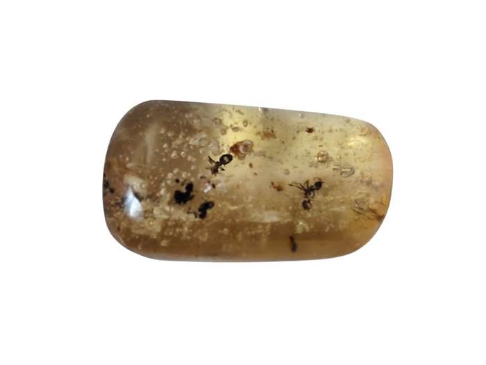 Polished Copal Amber with small insects inside, Madagascar, 1.7-2.9grams