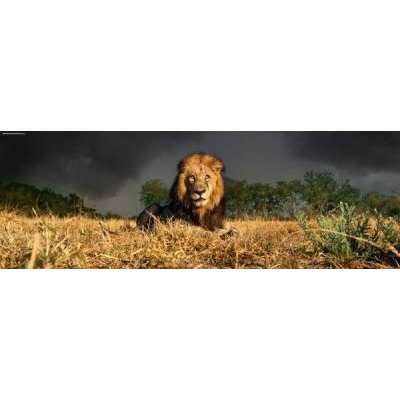 Heye Humboldt Lion Jigsaw Puzzle (1000 Piece)