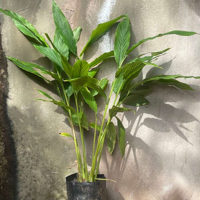 Galangal (Alpina Galangal) Rooted Plant