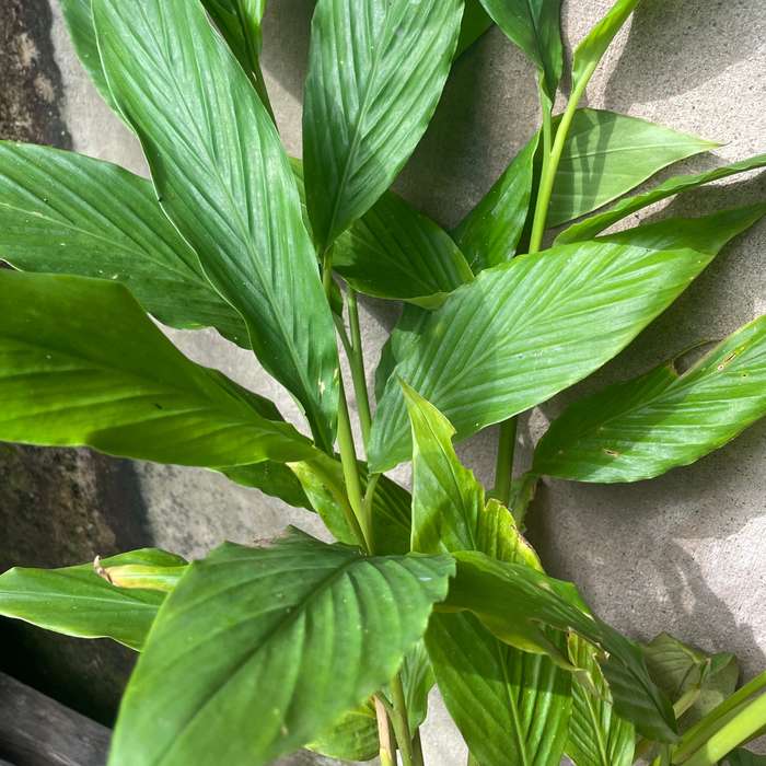 Galangal (Alpina Galangal) Rooted Plant